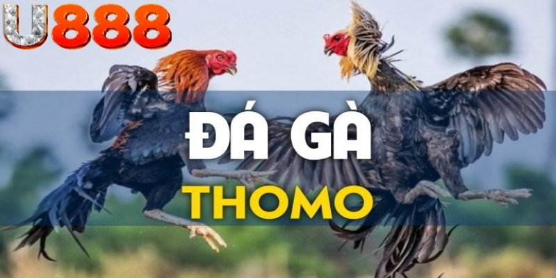 Tìm hiểu tổng quát về sảnh đá gà thomo tại U888