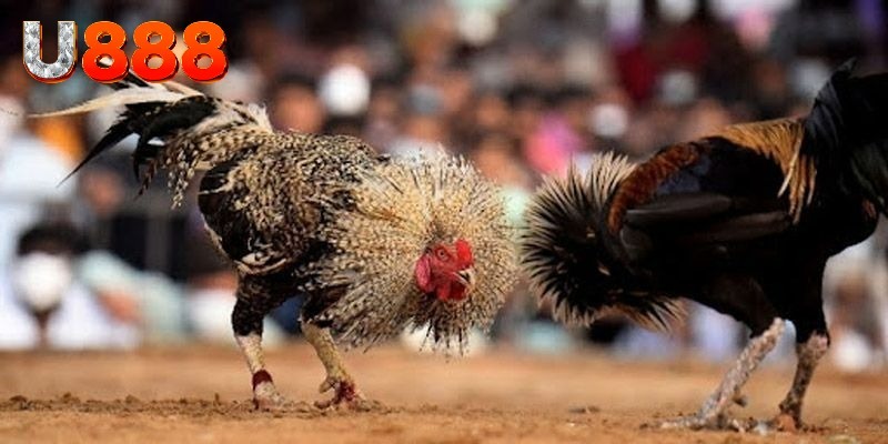 Những kèo cược hấp dẫn khi trải nghiệm đá gà