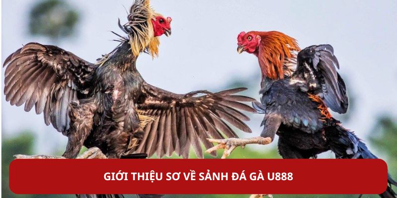 da-ga-u888-gioi-thieu