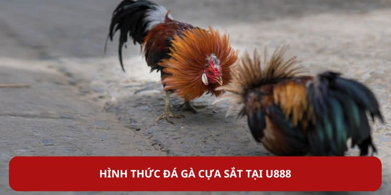 da-ga-u888-hinh-thuc