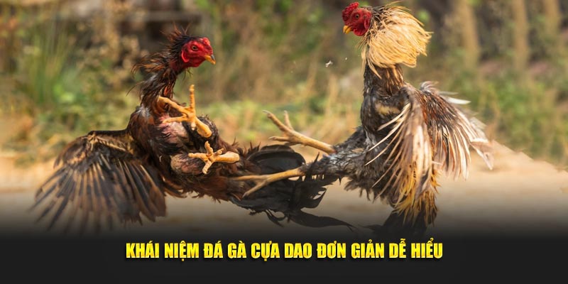Khái niệm đá gà cựa dao đơn giản dễ hiểu