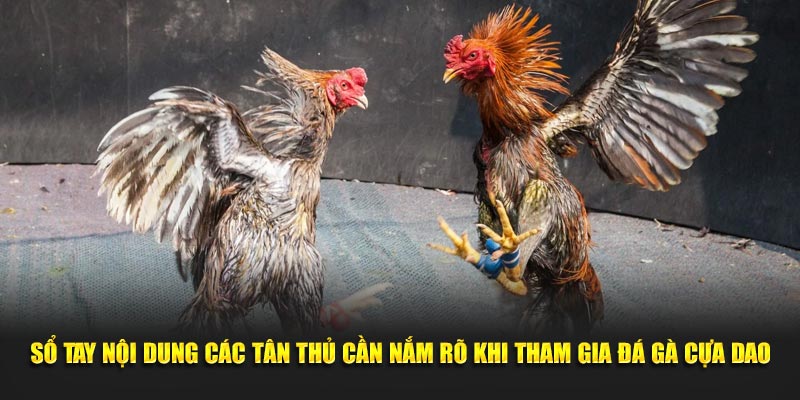 Sổ tay nội dung các tân thủ cần nắm rõ khi tham gia đá gà cựa dao