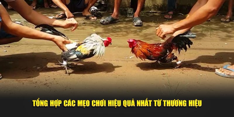 Tổng hợp các mẹo chơi hiệu quả nhất từ thương hiệu